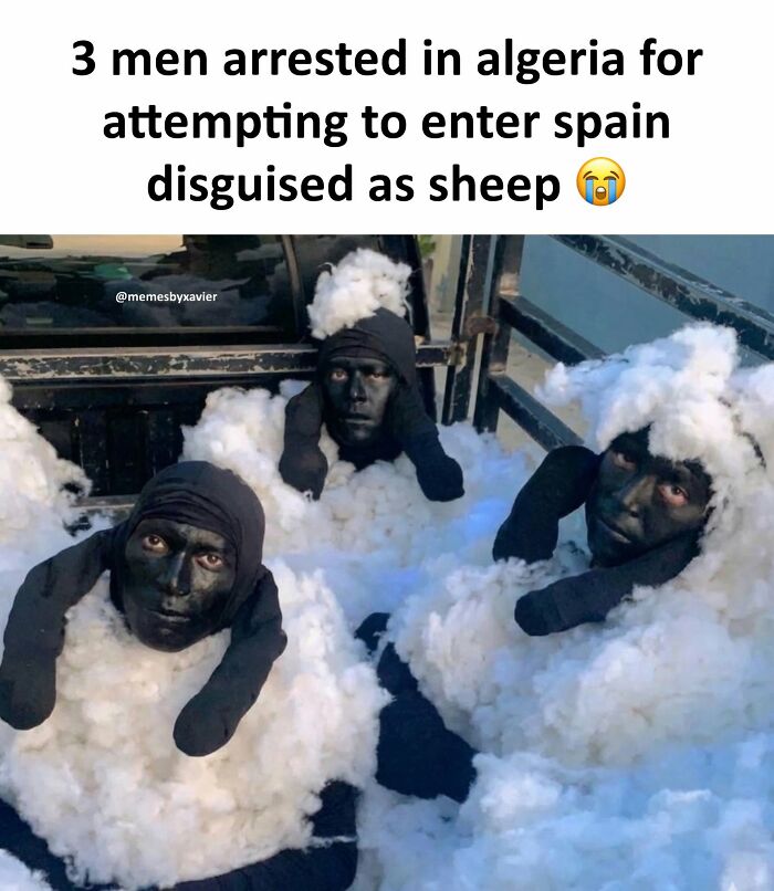 Three men disguised as sheep in a truck, a hilarious post from Xavier.
