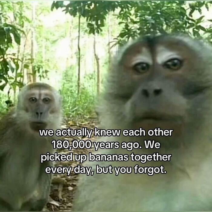 An entertaining meme featuring two monkeys with text about ancient friendship: we actually knew each other 180,000 years ago, relatable.