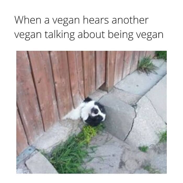 A meme with a small, fluffy animal looking startled, depicting a vegan hearing another vegan talk about being vegan. Hilarious vegan humor.