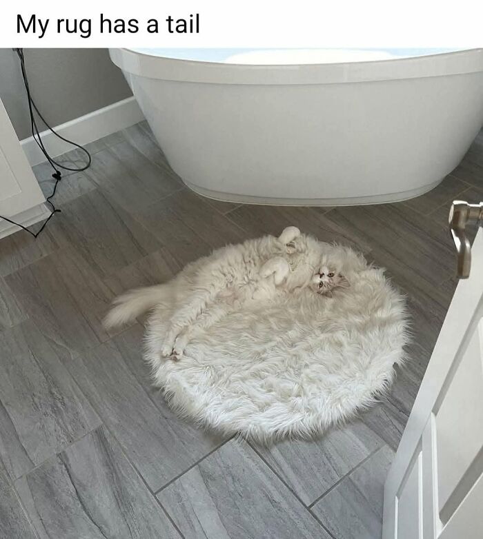 50 Cat Memes That Perfectly Capture Why Living With Cats Is Equal Parts Chaos And Comedy