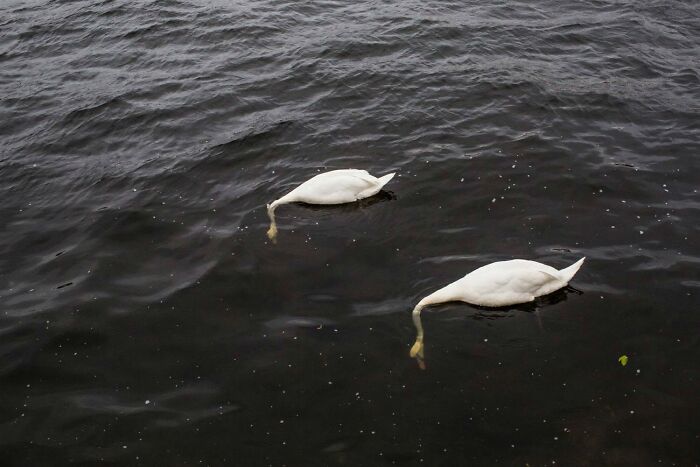 Two swans with their heads submerged in dark water, a serendipitous moment captured in everyday life by a street photographer.