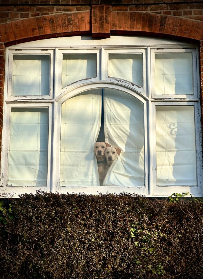 Two dogs peeking through curtains in a window, a charming scene from the iPhone Photography Awards winning photos.