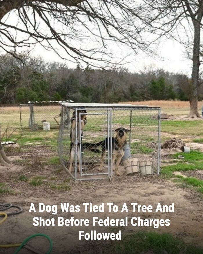 Two animals, dogs, inside a metal kennel in a yard with trees, highlighting stories of animals whose lives changed.