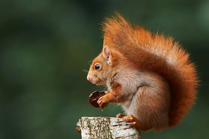 A red squirrel perched on a tree stump, holding a nut, representing interesting facts about wildlife.