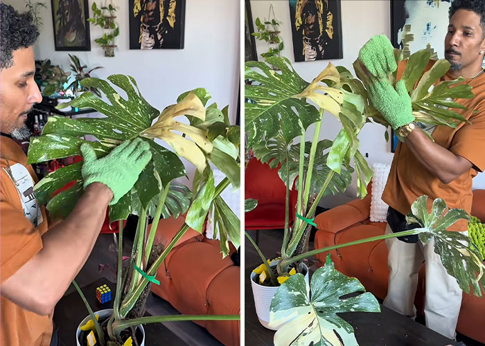 Man caring for his plants, highlighting the dangers and dire medical situation that can lead to needing a transplant.