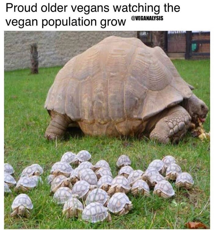 A large tortoise surrounded by many baby tortoises in grass, a funny vegan meme showing the vegan population grow.