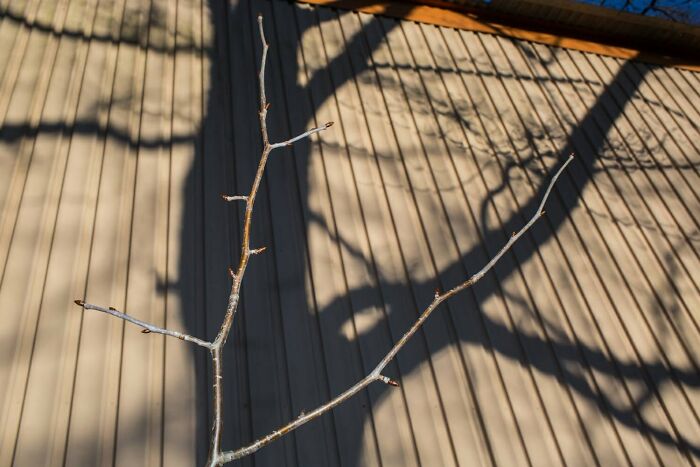 A bare tree branch casting a shadow against a building, an everyday life moment captured by a street photographer.