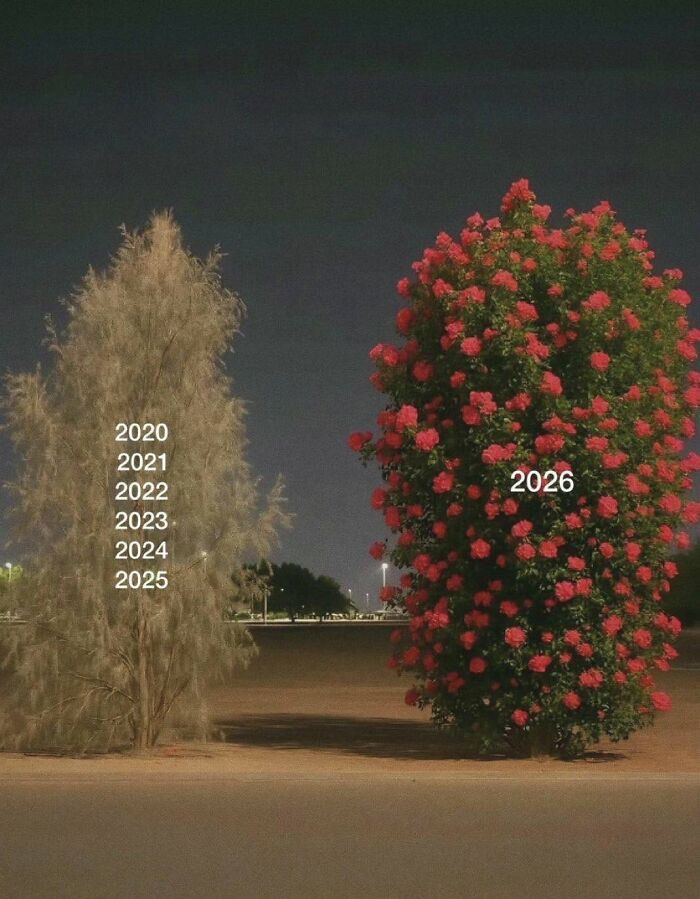 Funny post comparing a barren tree (2020-2025) to a vibrant rose bush (2026), illustrating a woman's journey.