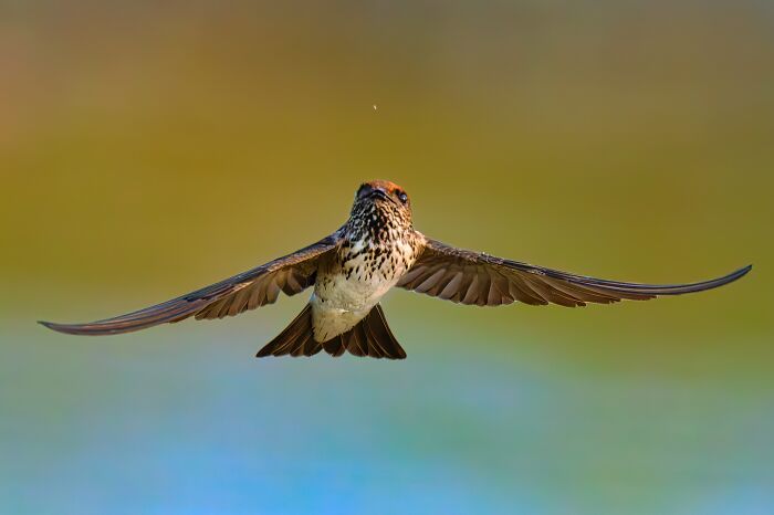 A brown and white bird with wings spread wide, capturing the colorful birds of India in action.