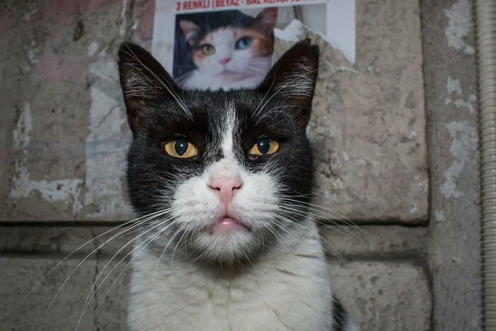 A black and white cat with golden eyes looking at the camera, a serendipitous moment captured by a street photographer.
