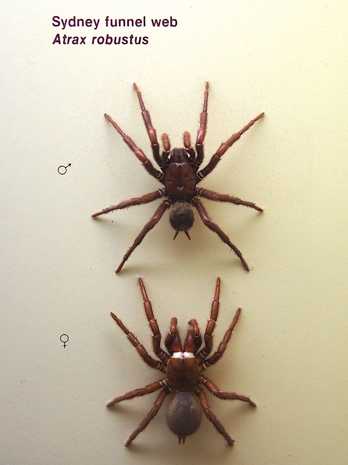 Two Sydney funnel web spiders (Atrax robustus) illustrate disturbing facts about these venomous creatures.