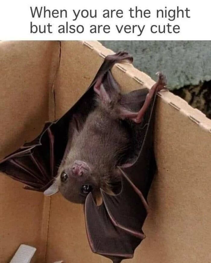 This Facebook Page Shares The Funniest And Cutest Animal Memes On The Internet, And Here Are 50 Of The Best Ones