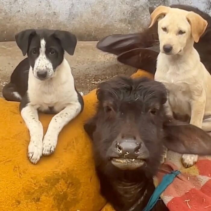 Two cute and funny dog pics with a small calf, resting together on a yellow blanket.