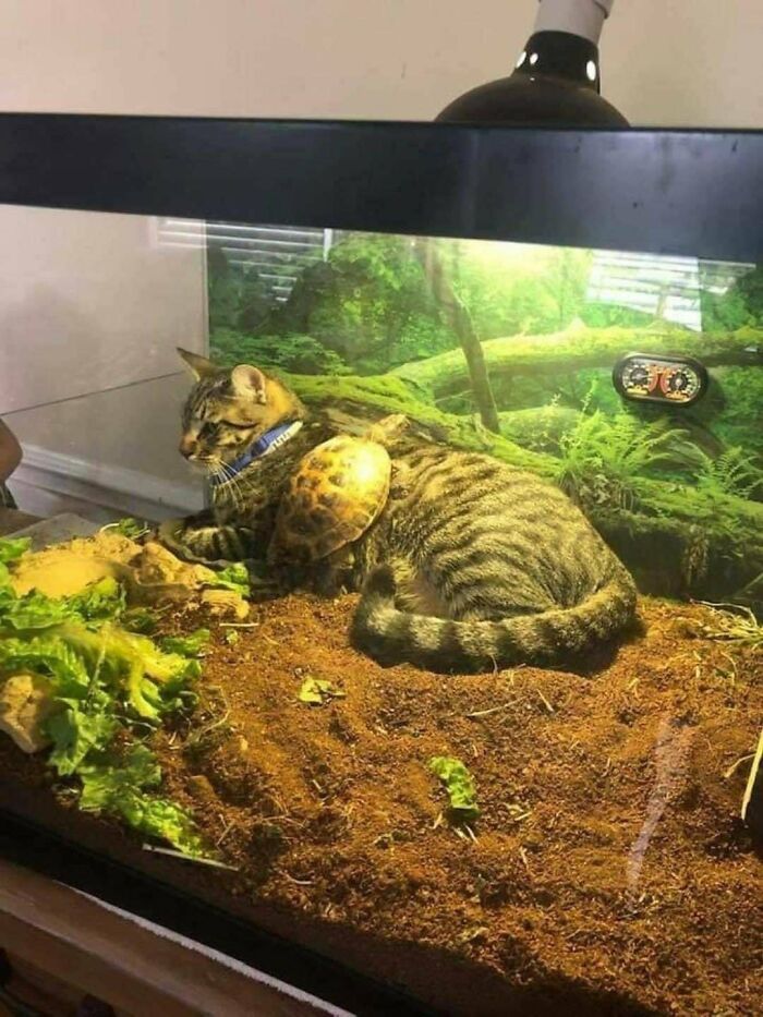 A large striped cat lying inside a terrarium, next to a small turtle, one of the funniest animal photos.