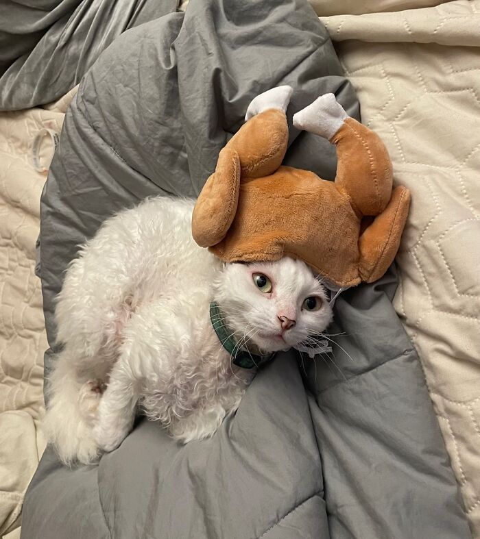 A Devon Rex cat lies on a blanket wearing a turkey hat, a cute and funny moment from its Instagram.