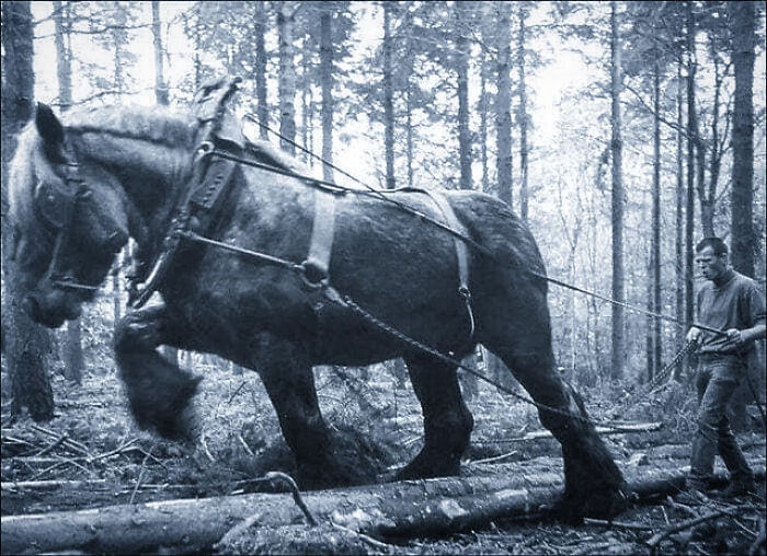 101 Fascinating Historical Photos That Tell Incredible Stories