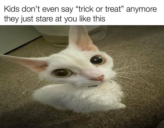 A Devon Rex cat with large eyes, captured in a funny, cute moment, perfect for its Instagram.