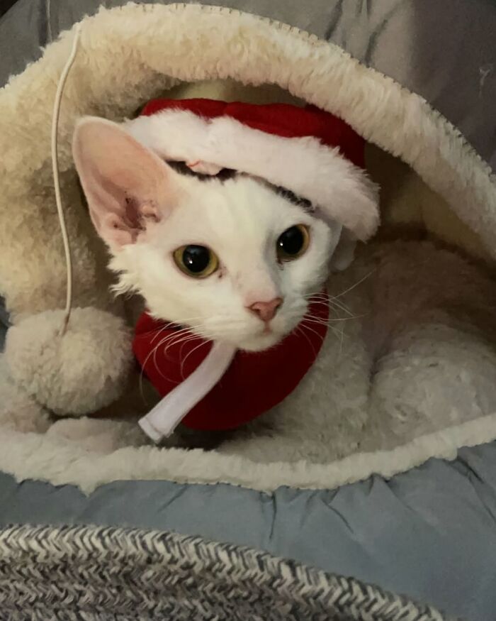 A Devon Rex cat in a Santa hat and scarf, looking cute and festive, a charming Instagram moment.