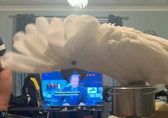A funny cockatoo with fanned feathers peeks into a pot, one of the most ridiculous animal photos.