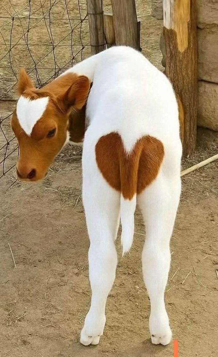 A white calf with brown heart-shaped markings, making for one of the funniest animal photos.