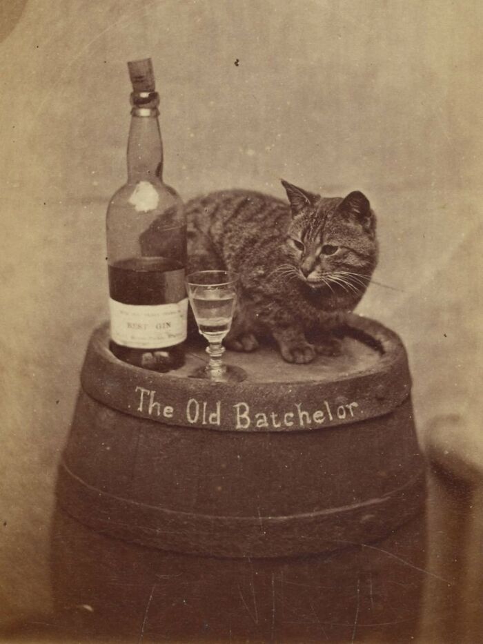 30 More Vintage Cat Photos That Prove Our Love For Cats Hasn't Changed In Over A Century