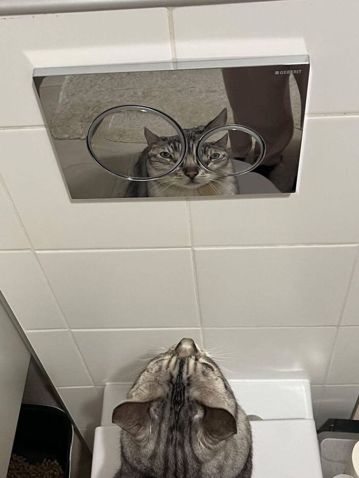 A cat looking up, with its reflection in a toilet flush button creating a funny glasses effect, one of the funniest animal photos.