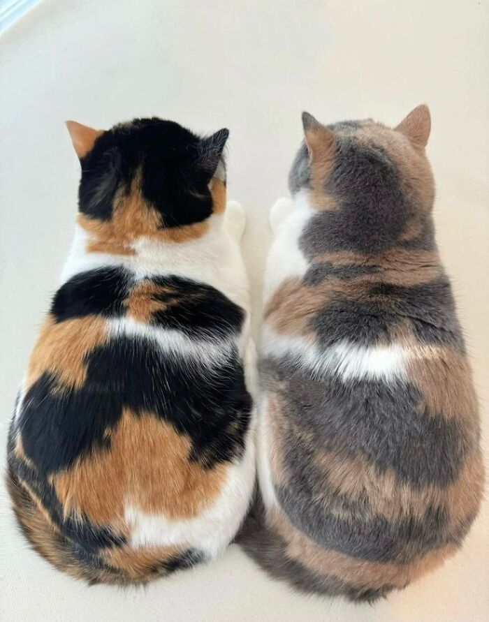 Two fluffy cats sitting side by side, showcasing their unique fur patterns, among the most ridiculous animal photos.