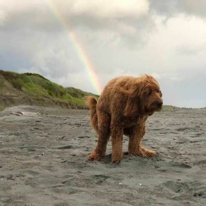 Funny animal photos: A fluffy brown dog on a beach with a rainbow behind it.