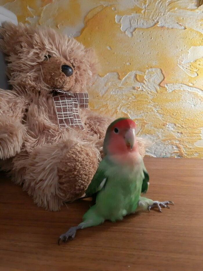 A green and red lovebird does a split next to a teddy bear, among the funniest animal photos shared.