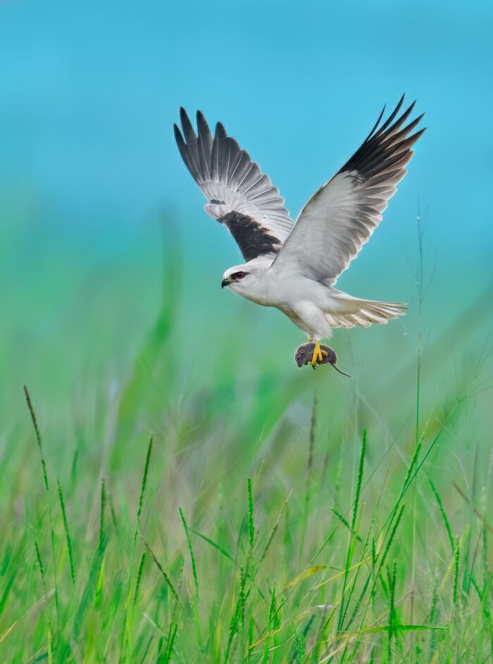 A white and black bird of India in action, carrying its prey over green grass.