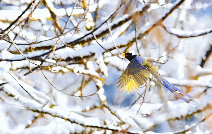 A colorful bird in flight against a snowy tree backdrop, highlighting the beauty of India's diverse bird species.