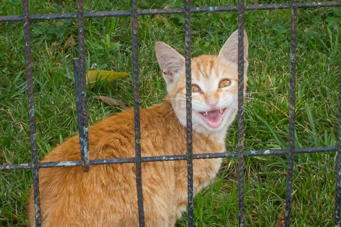 Serendipitous moments: An orange cat behind a metal fence looks up at the camera with an open mouth, by a street photographer.