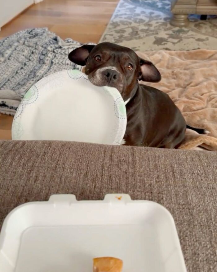 A funny dog holds a paper plate with its snout, eyeing an empty takeout container. Cute dog pics.