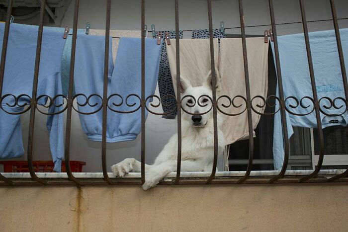 Serendipitous moments: A white dog peeks through a decorative metal railing on a balcony with laundry hanging, by a street photographer.