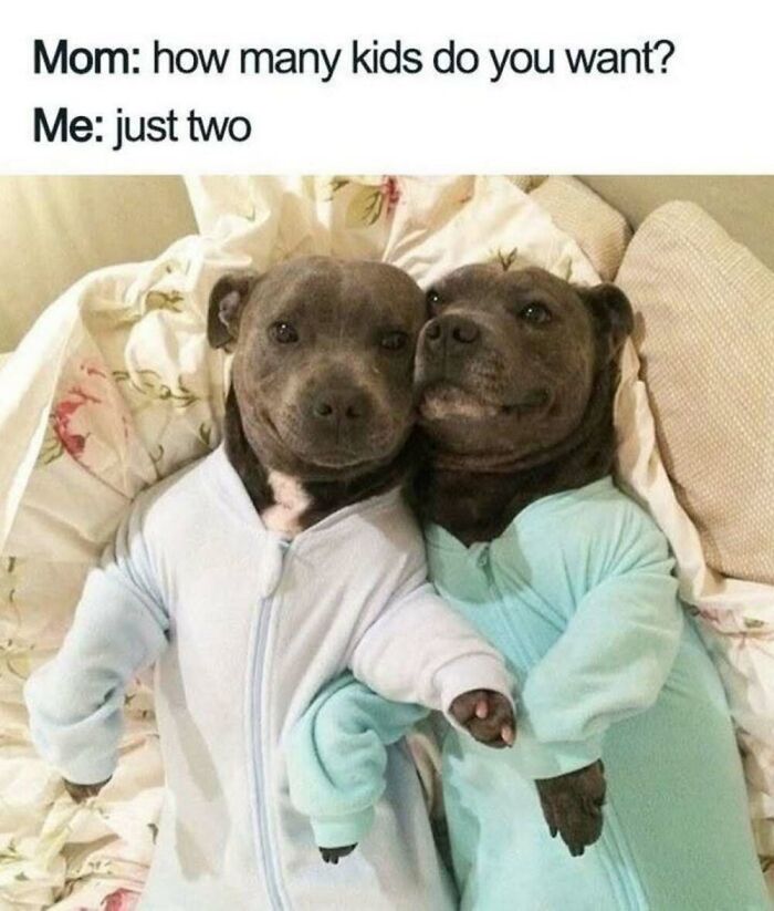 This Facebook Page Shares The Funniest And Cutest Animal Memes On The Internet, And Here Are 50 Of The Best Ones