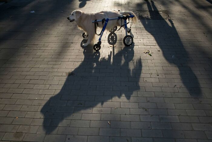 Serendipitous moments: A golden retriever in a dog wheelchair casts a long shadow on a paved street, by a street photographer.