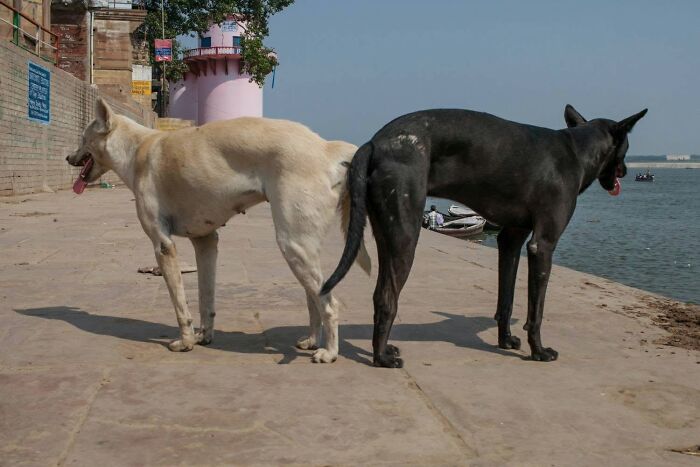Serendipitous moments: Two street dogs facing away from each other on a sunny riverside path, captured by a street photographer.