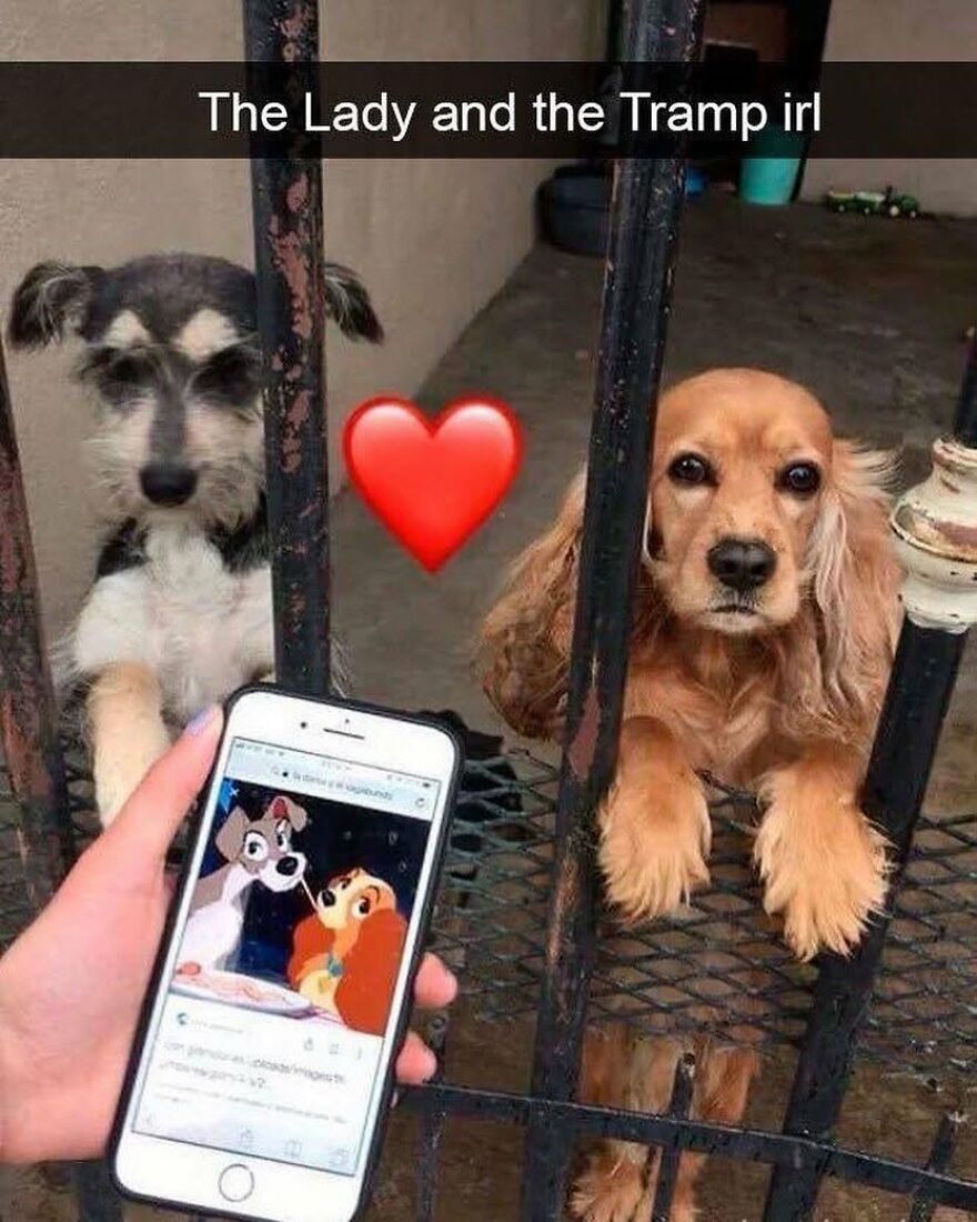 Two dogs behind bars with a phone showing The Lady and the Tramp, a scene 90s babies might remember.