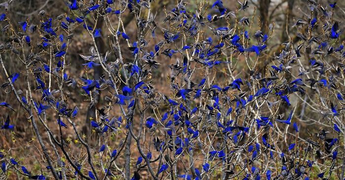 A dense flock of small blue birds perched on bare branches, a stunning display of the colorful birds of India.