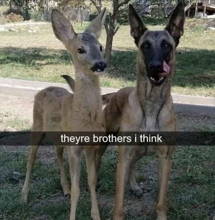 Two funny animal brothers, a deer and a dog, standing side by side in a field, with the dog comically sticking its tongue out.