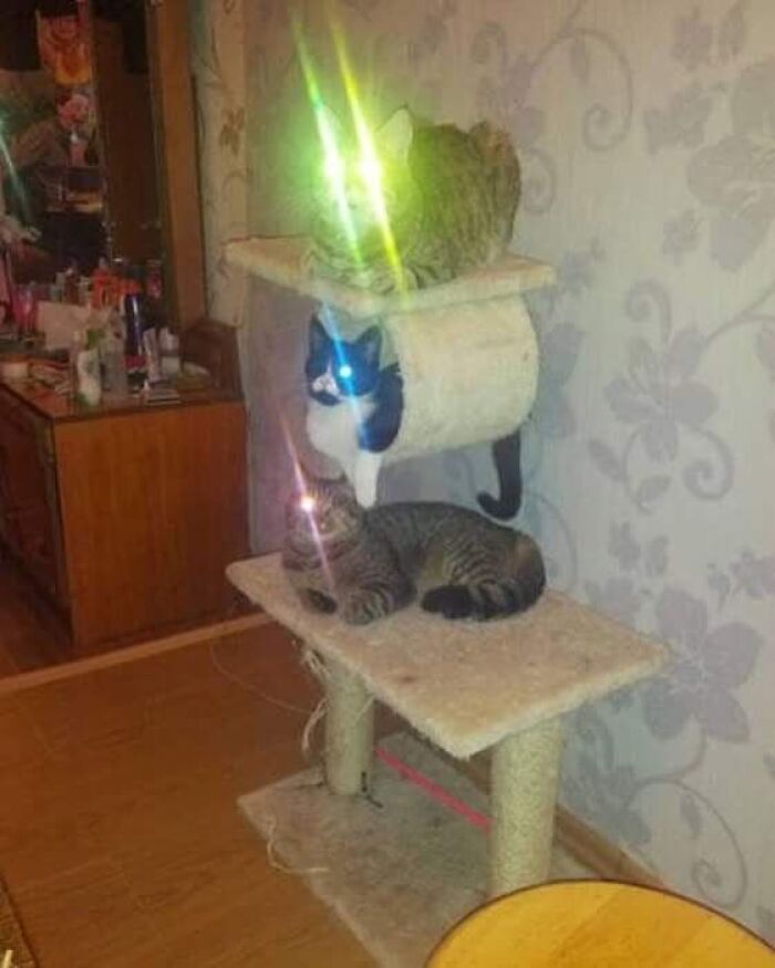 Ridiculous animal photos: Three cats on a cat tree, two with glowing eyes.