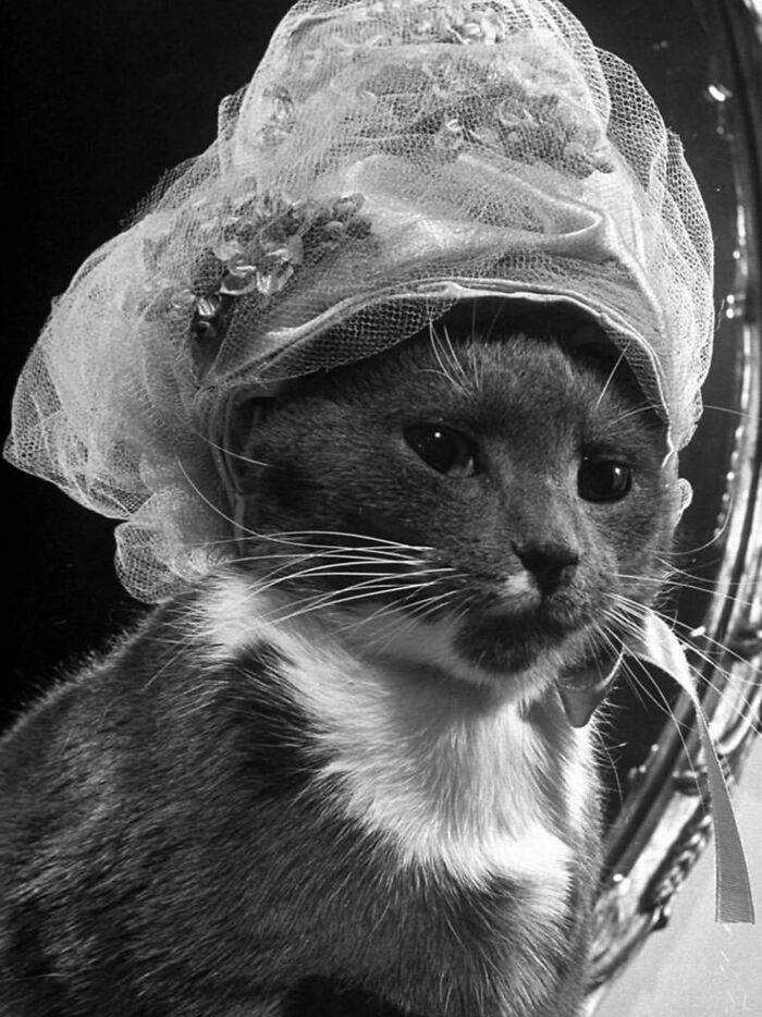 30 More Vintage Cat Photos That Prove Our Love For Cats Hasn't Changed In Over A Century