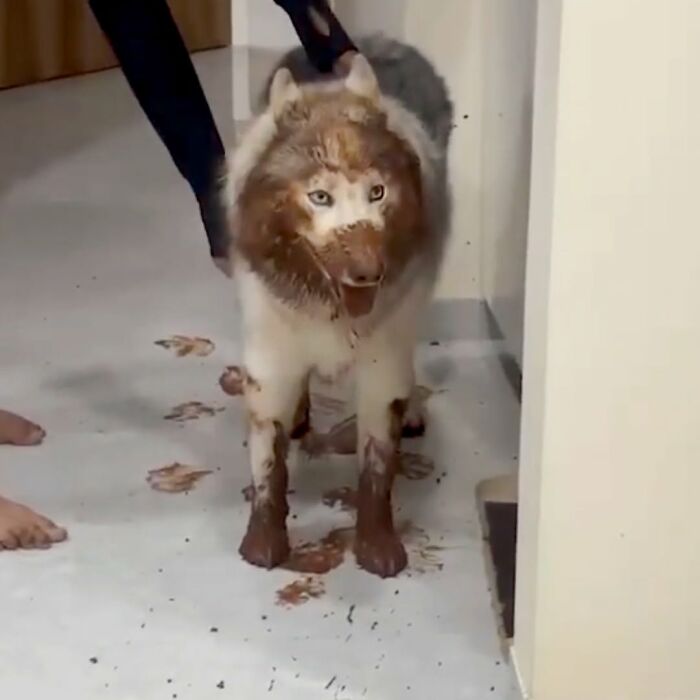 A cute husky dog with blue eyes is covered in mud, looking guilty after a messy adventure.