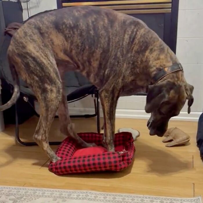 A large brindle Great Dane dog comically attempts to fit into a tiny red and black plaid dog bed.