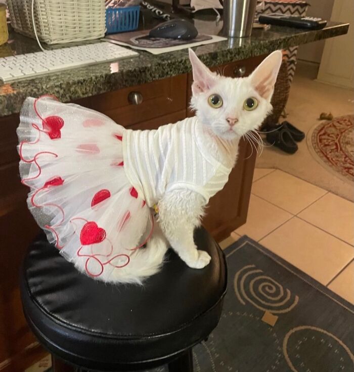 A white Devon Rex cat wearing a charming white dress with red hearts, sitting on a stool, exuding pure serotonin.