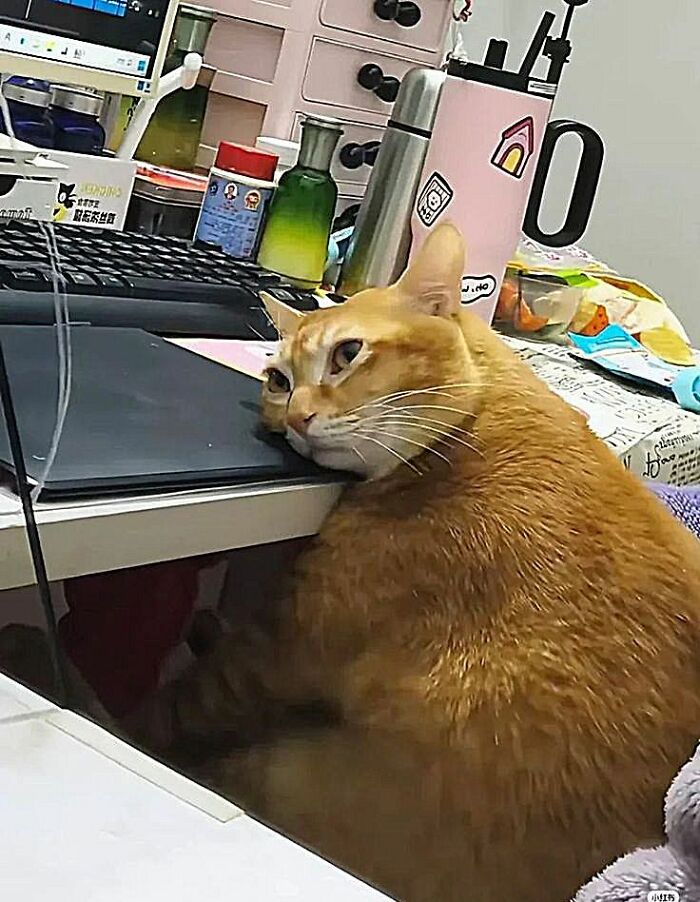 A funny orange animal cat with a bored expression, resting its head on a laptop next to a messy desk.