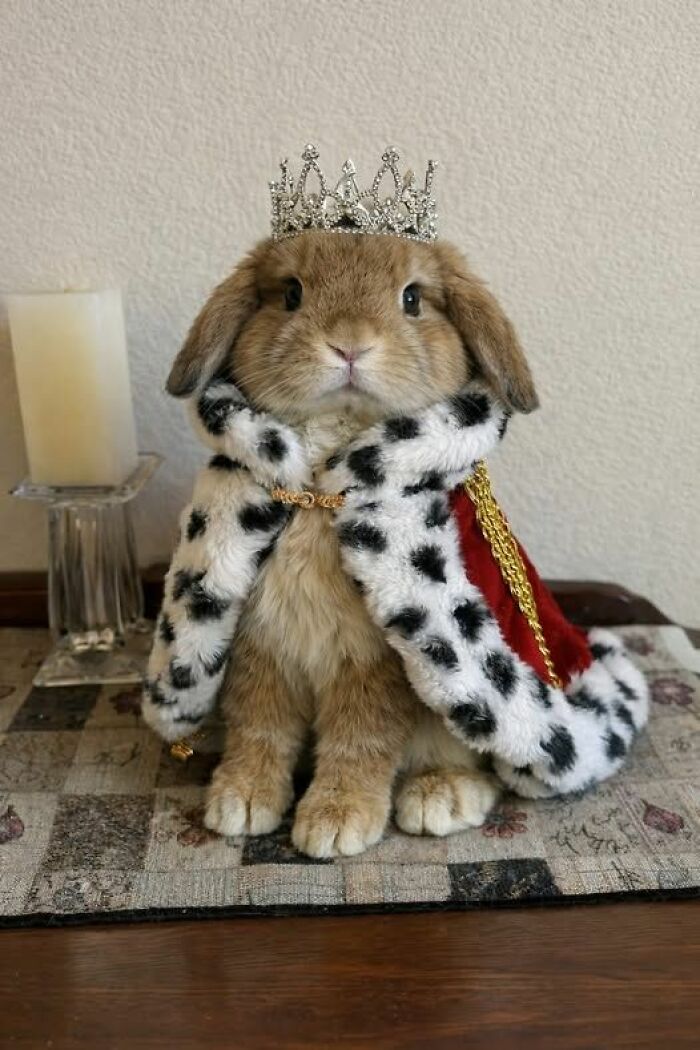 A small brown bunny wearing a crown and a royal cape, one of the most ridiculous animal photos.