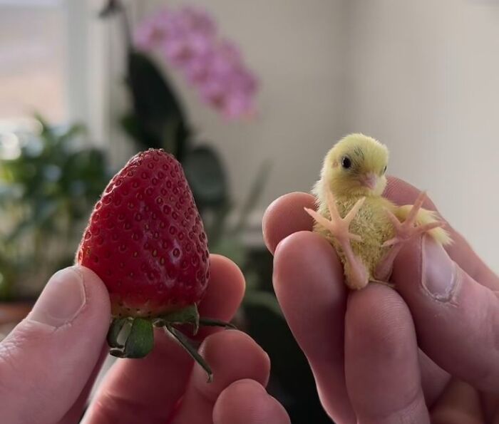 Hands hold a tiny yellow chick next to a strawberry, among the most ridiculous animal photos.