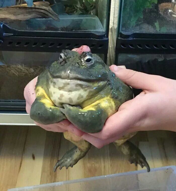 Ridiculous animal photos: A large, grumpy-looking frog being held in two hands.