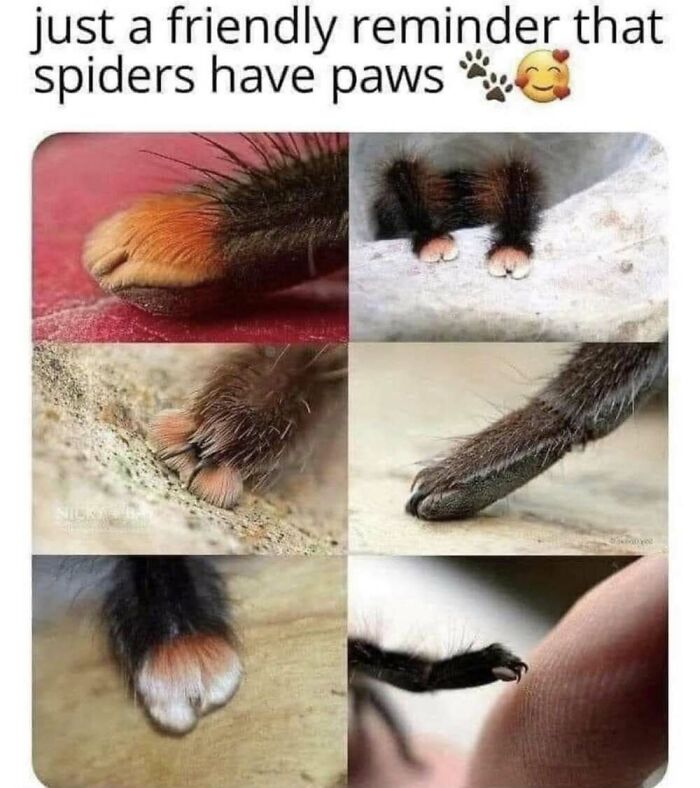 This Facebook Page Shares The Funniest And Cutest Animal Memes On The Internet, And Here Are 50 Of The Best Ones